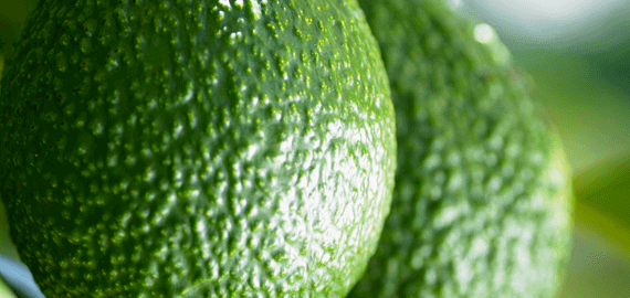 Southern Produce avocados