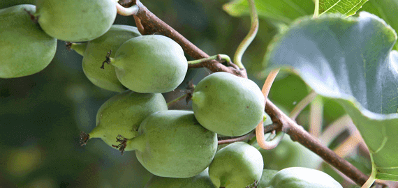 Southern Produce kiwiberry
