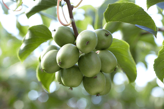 Southern Produce Kiwiberry